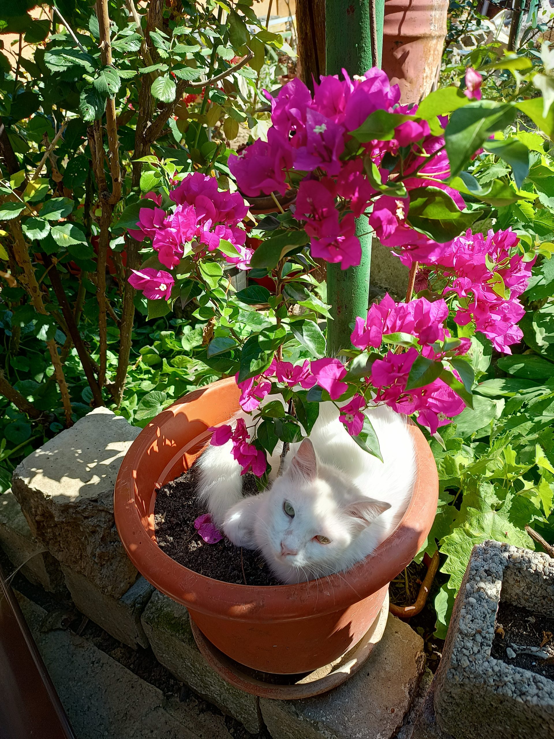 Donez pisica angora
