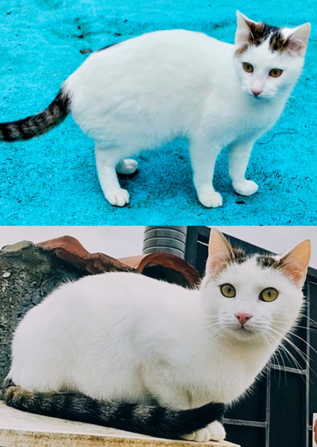 2 băieți cucuieți