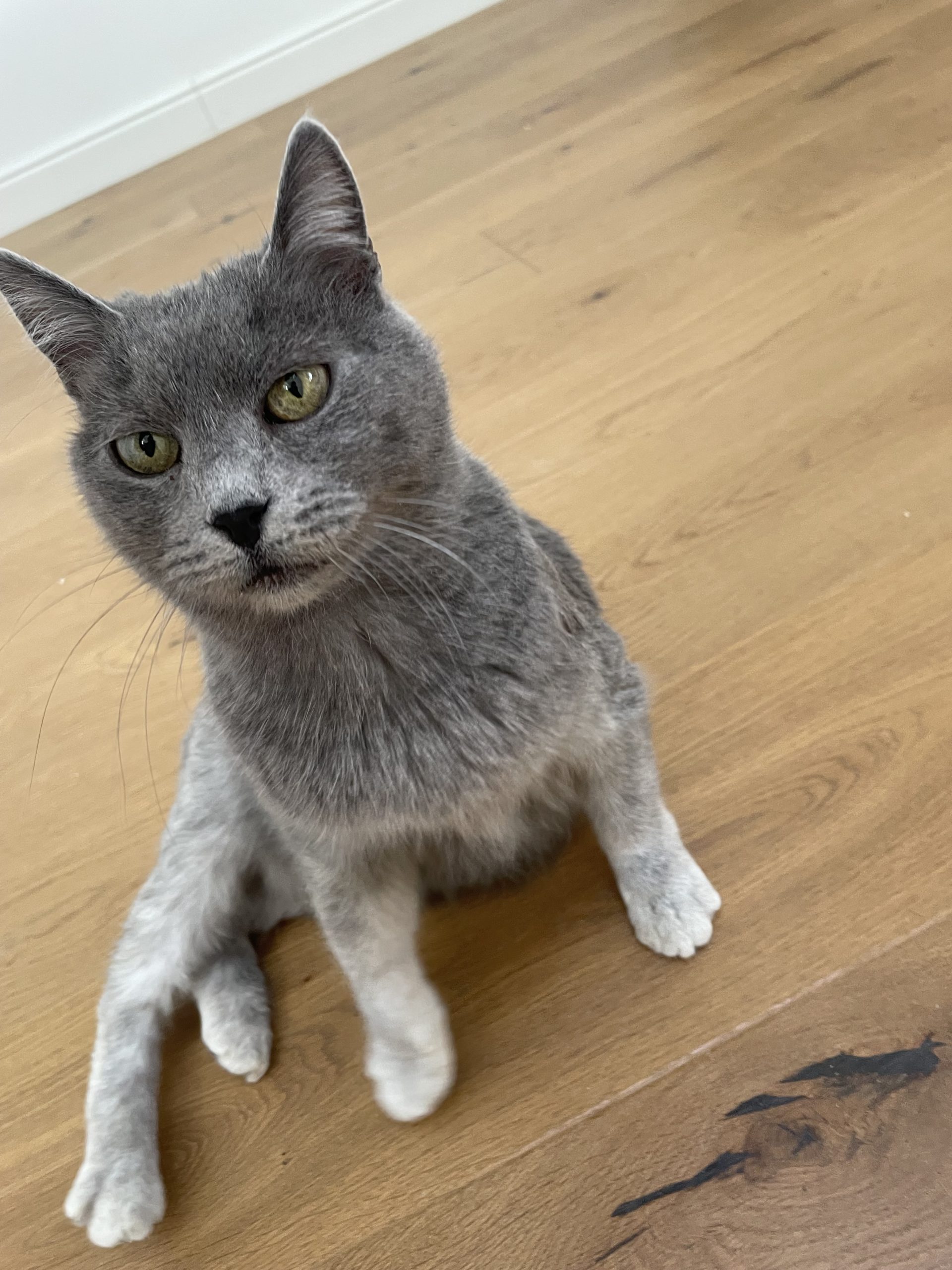 Stormi isi cauta familie