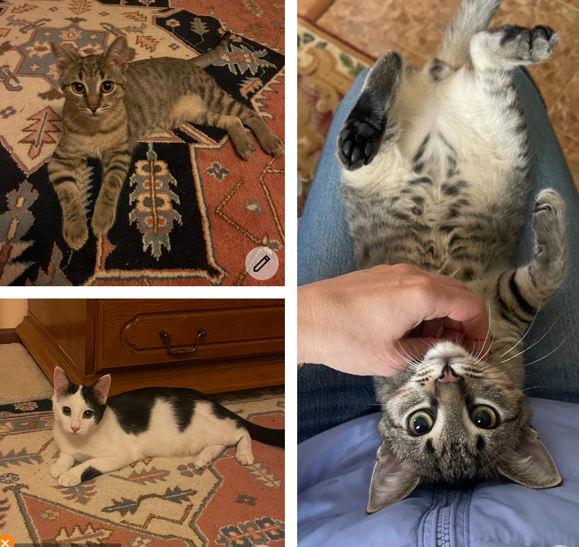Doi motănei adorabili își caută o familie iubitoare!