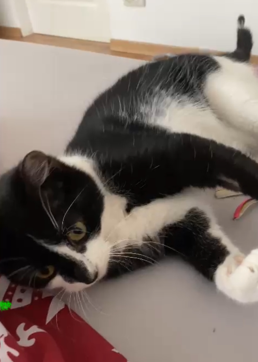Tinker Bell pentru adopție responsabilă