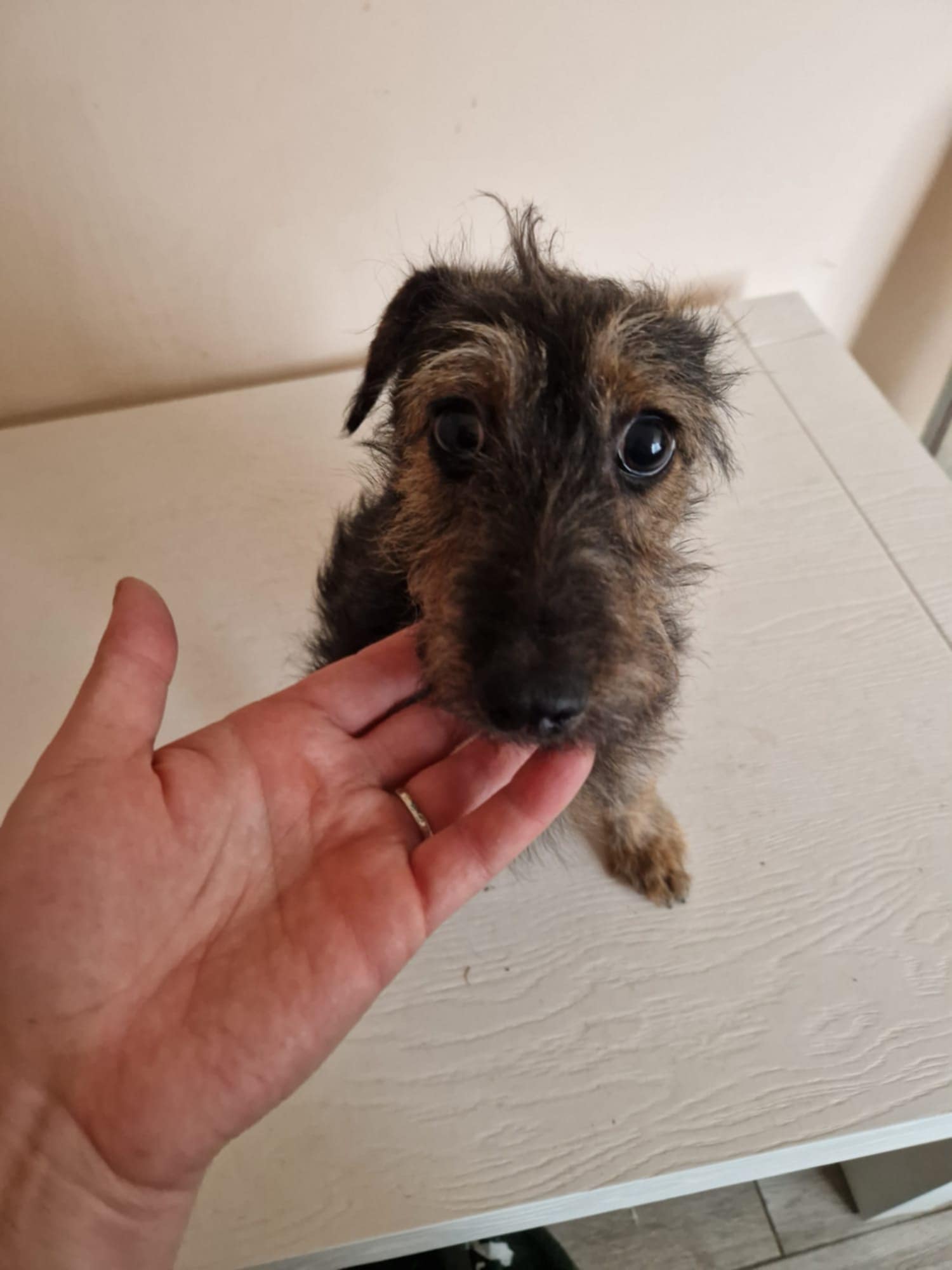 Adopții catei