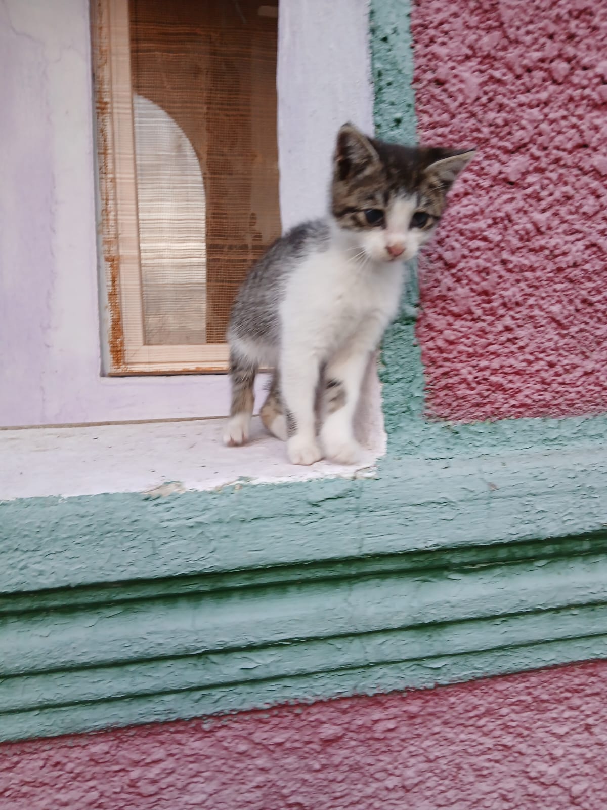 Pui bland – adoptie urgenta