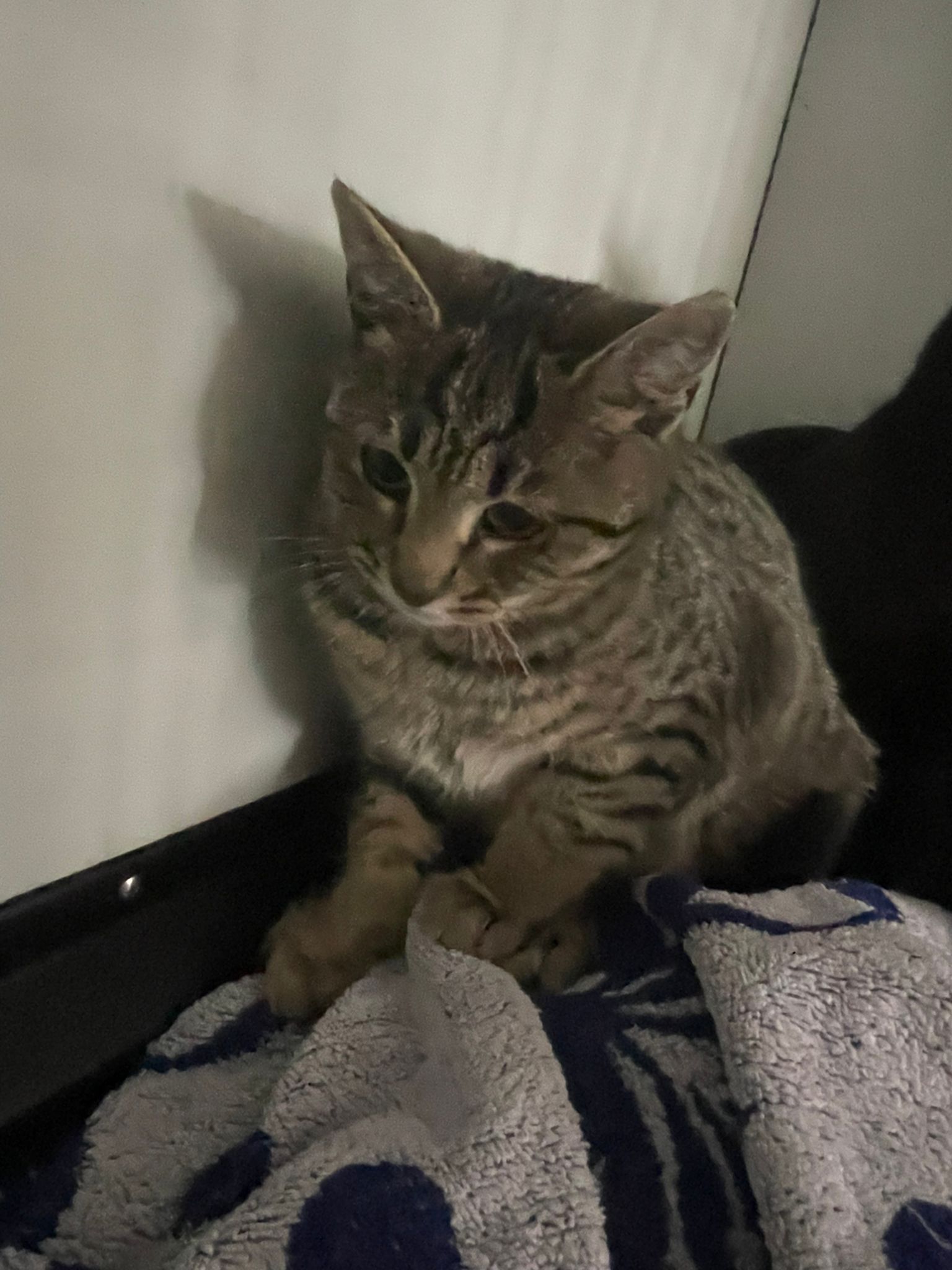 Tigruta, Balanel si Matilda isi cauta familie urgent