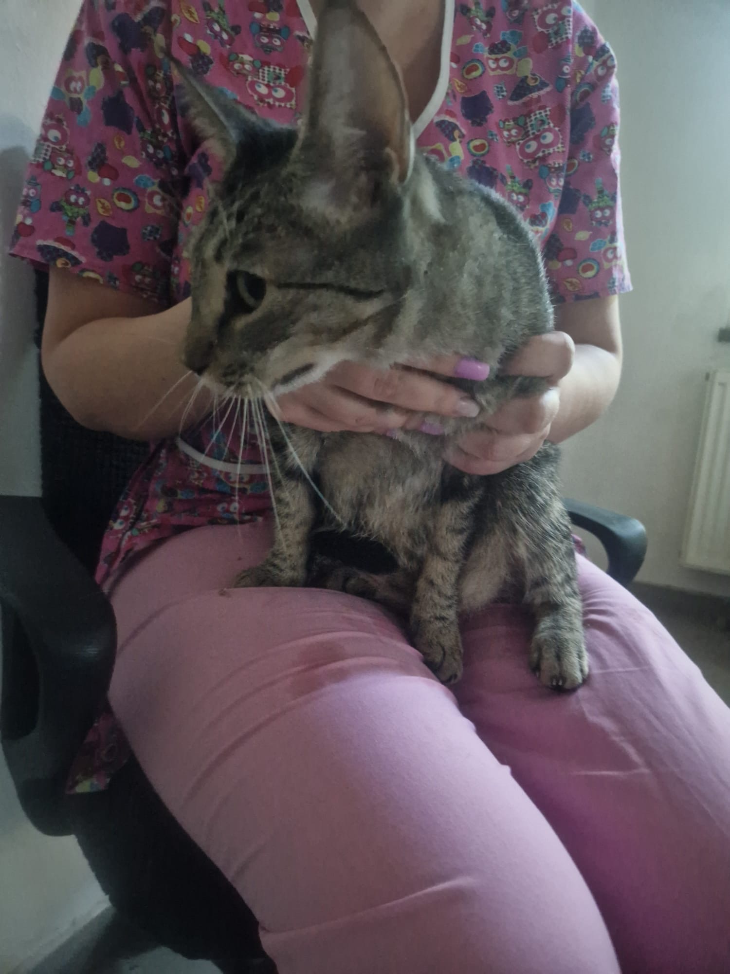 Torca