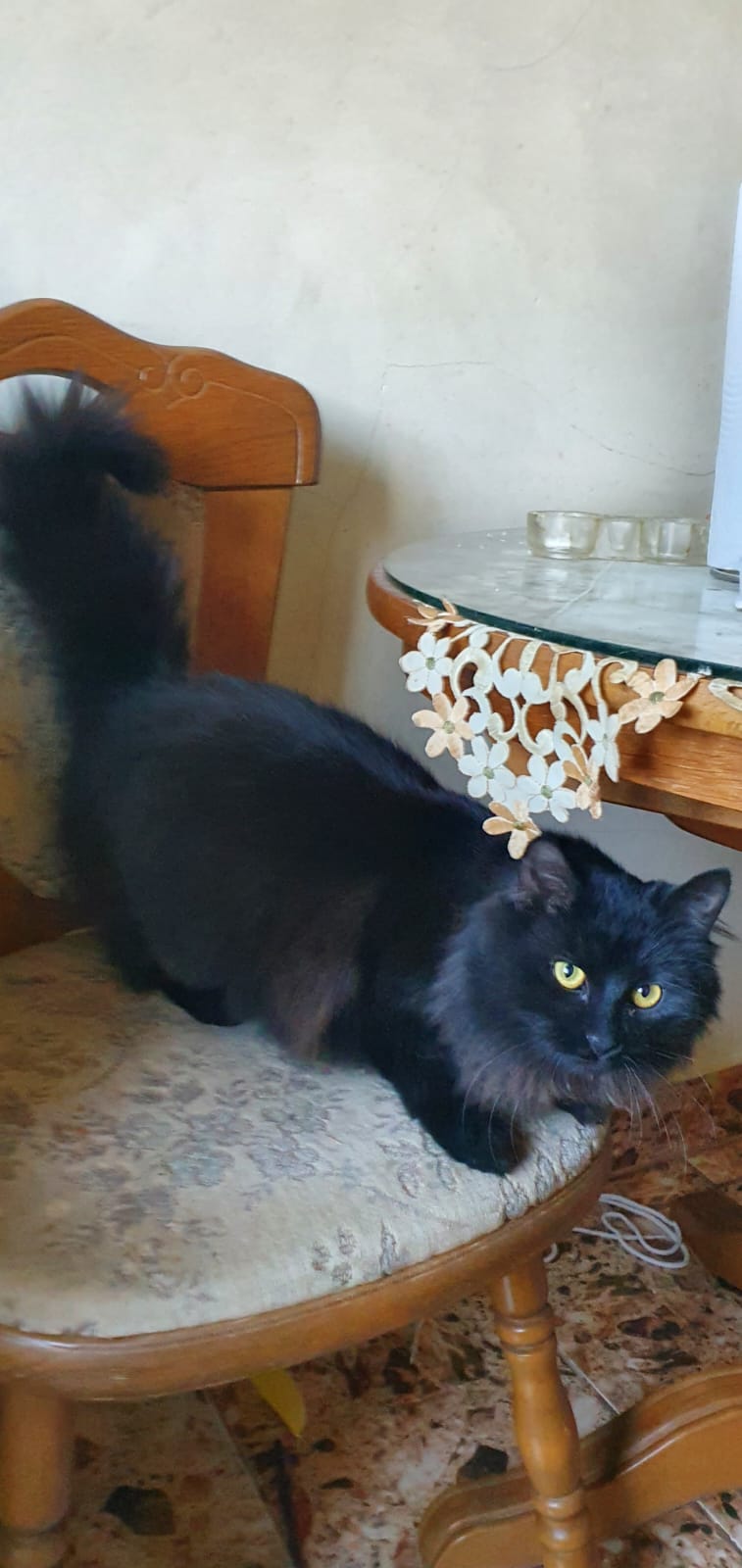 BUBULINA- pisicuta superba pentru adoptie