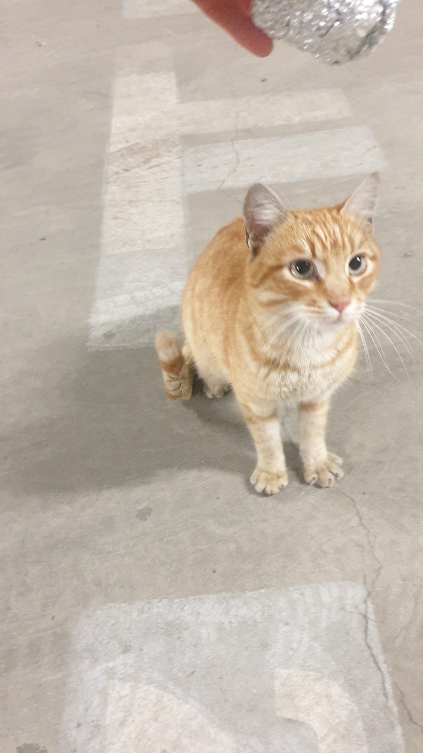 Dau spre Adopție pisicuță