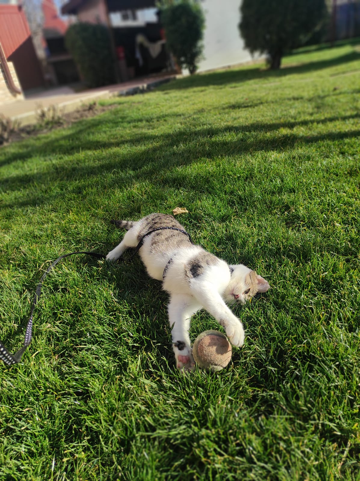 Motanel caut stapan/a pt adoptie, 4 luni, folosesc litiera, deparazitat