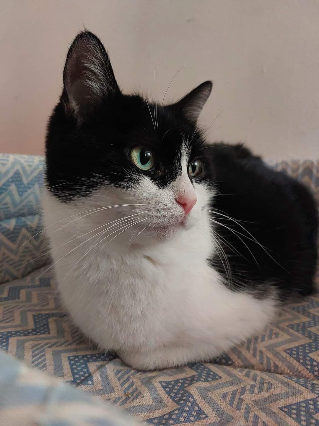 Zorra, mamica eroina