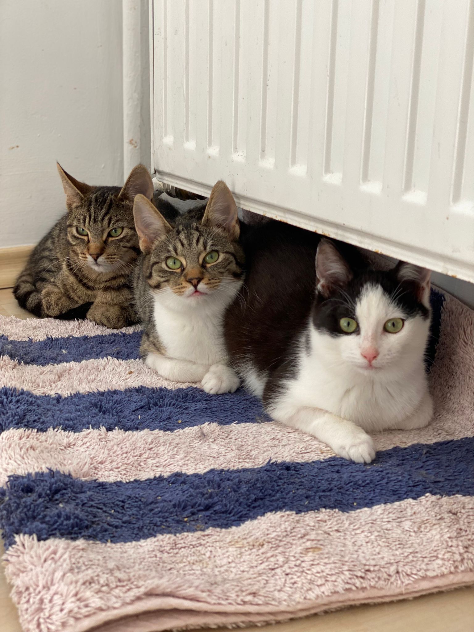 🐯Oly, 🐹Sasha si 🦝Zoe iti cauta forever home!