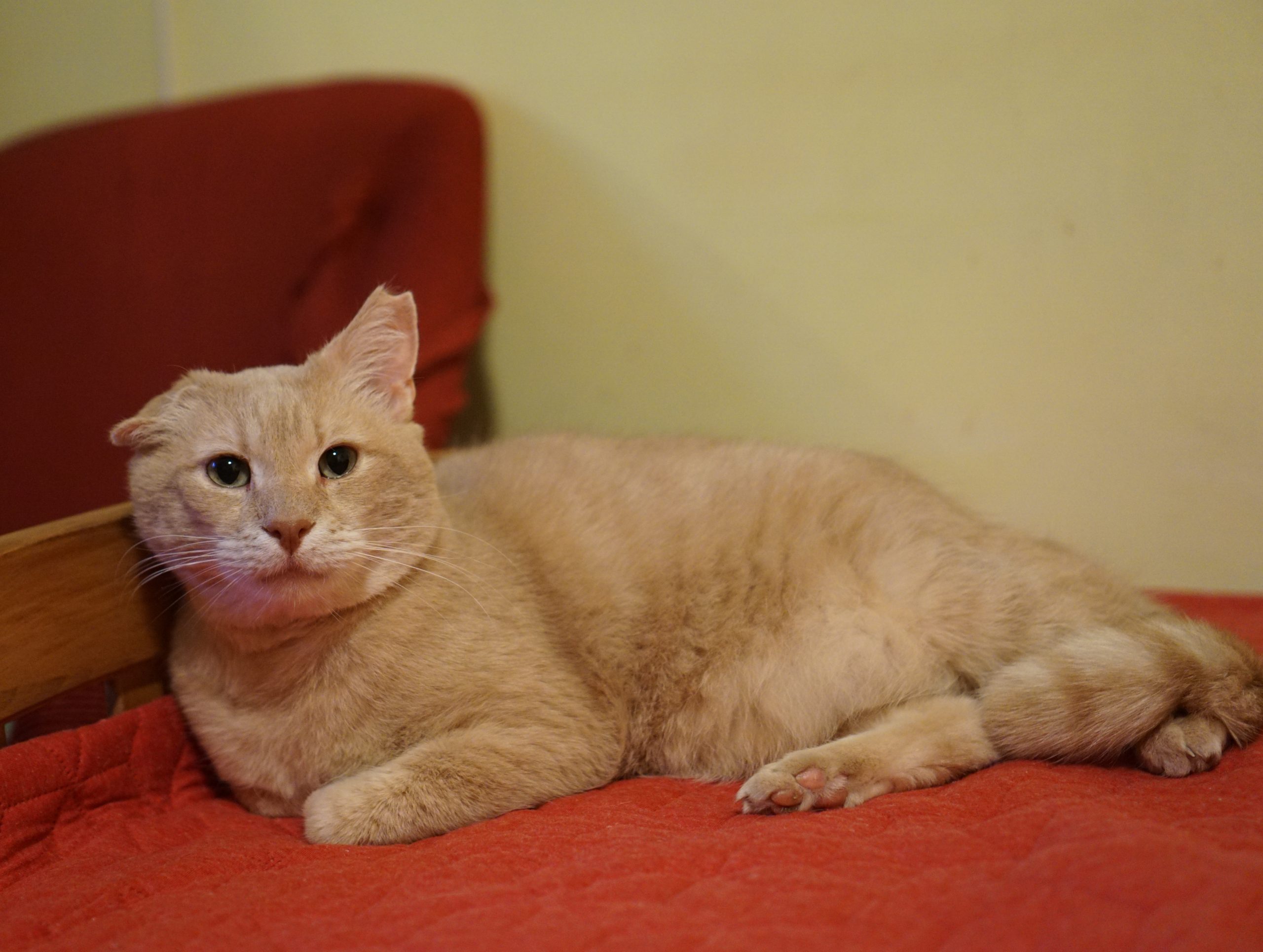 Spike e un ursuleț