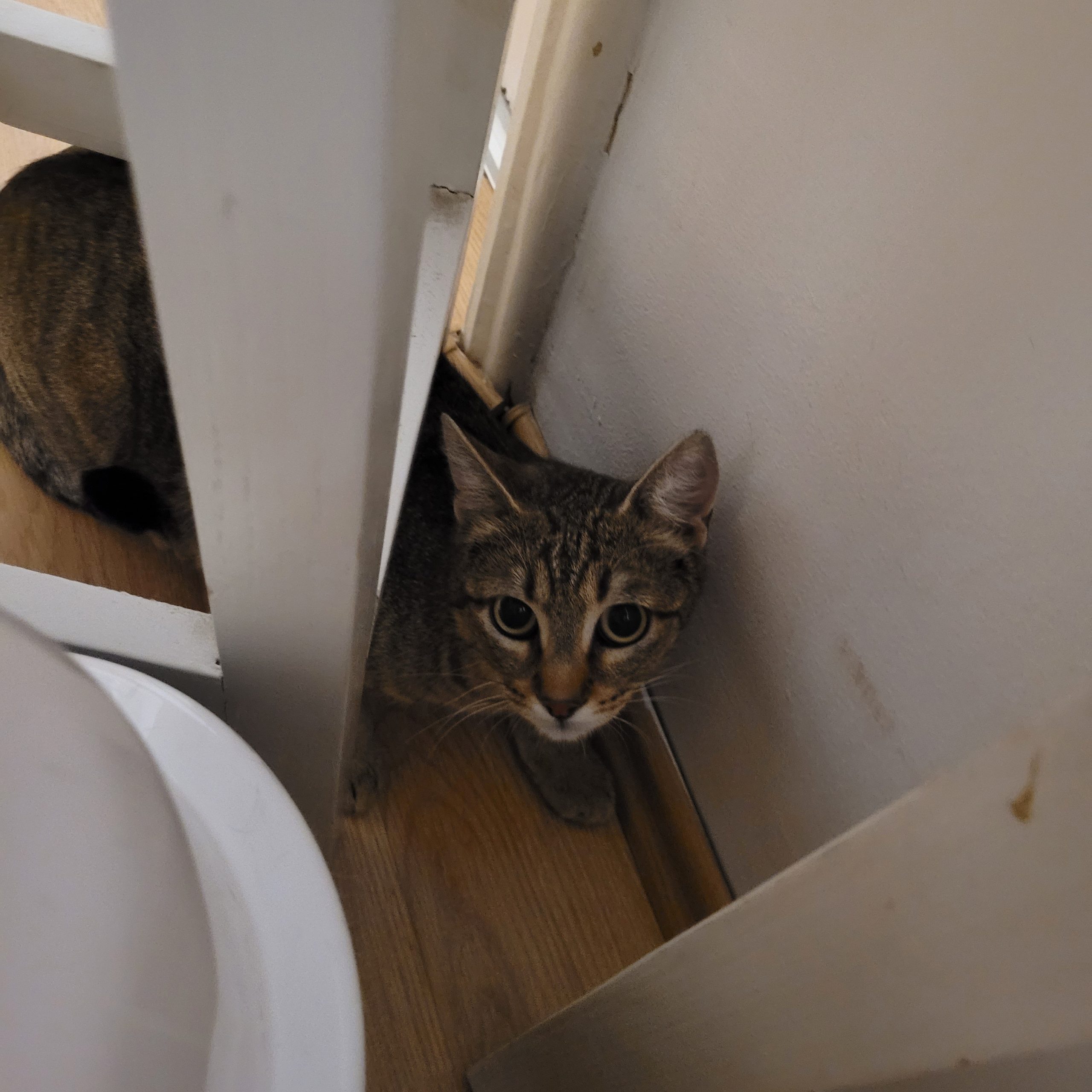 Tigrata pentru adoptie