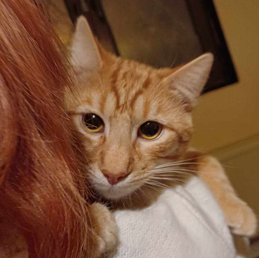 Gizmo