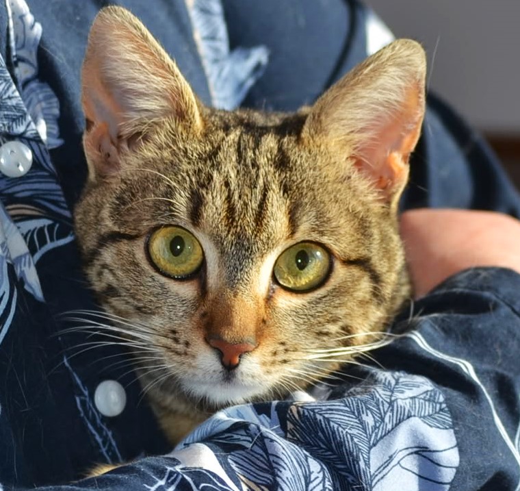 Dori