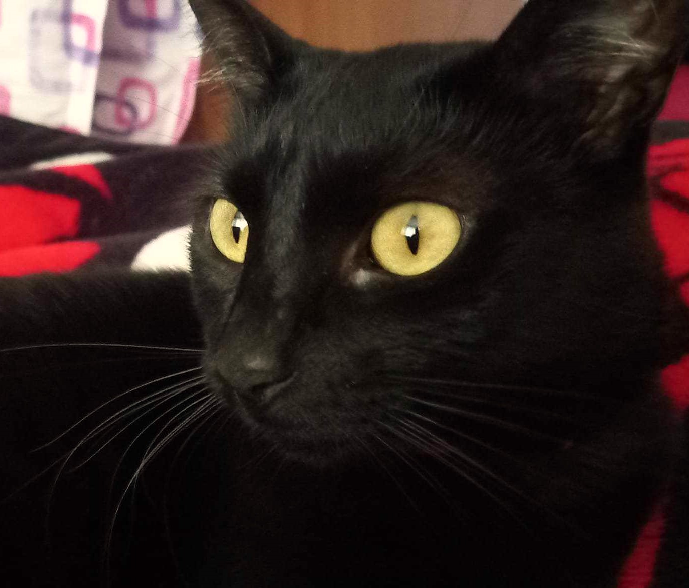 Willow
