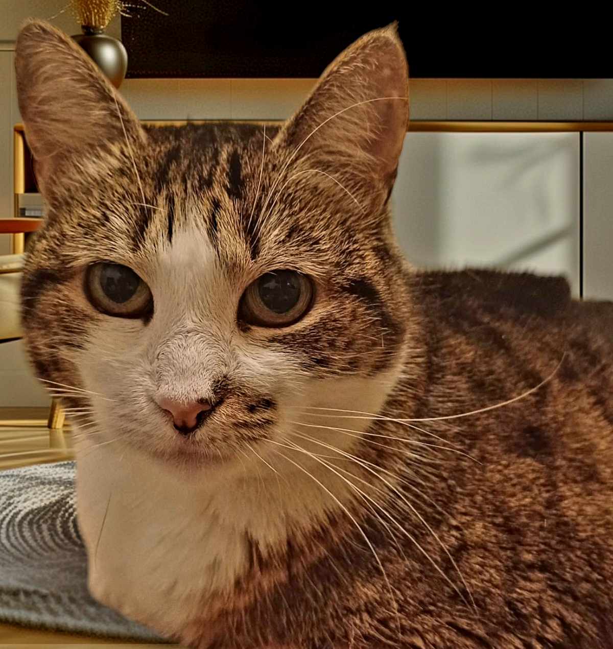 Alunita