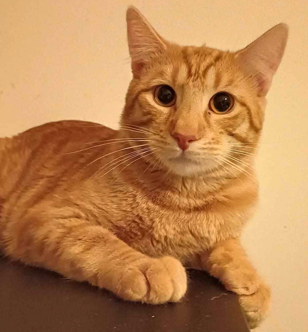 Gizmo