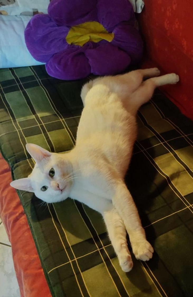 Metis Angora turceasca pui, gratuit