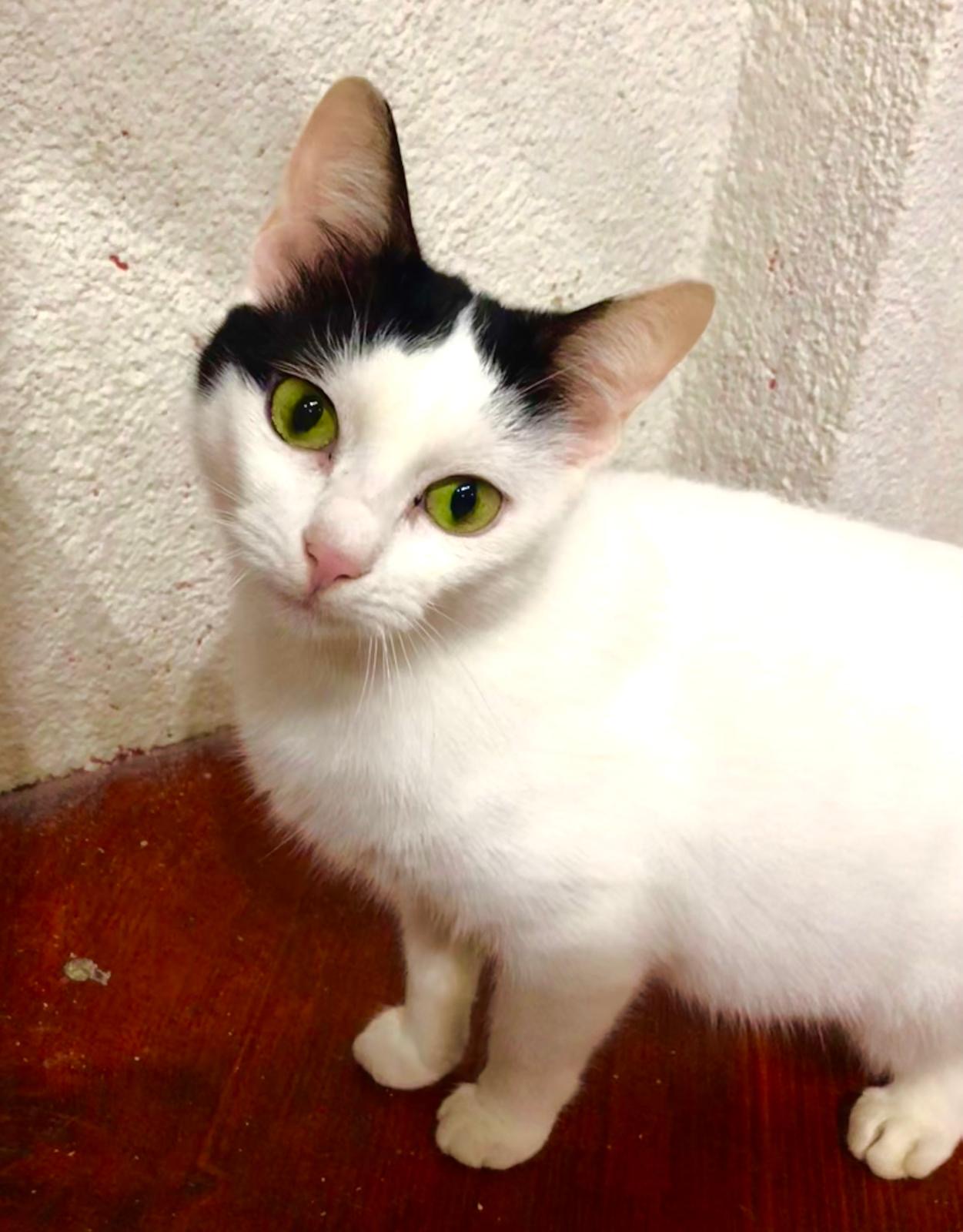 Mitzy cauta casuta