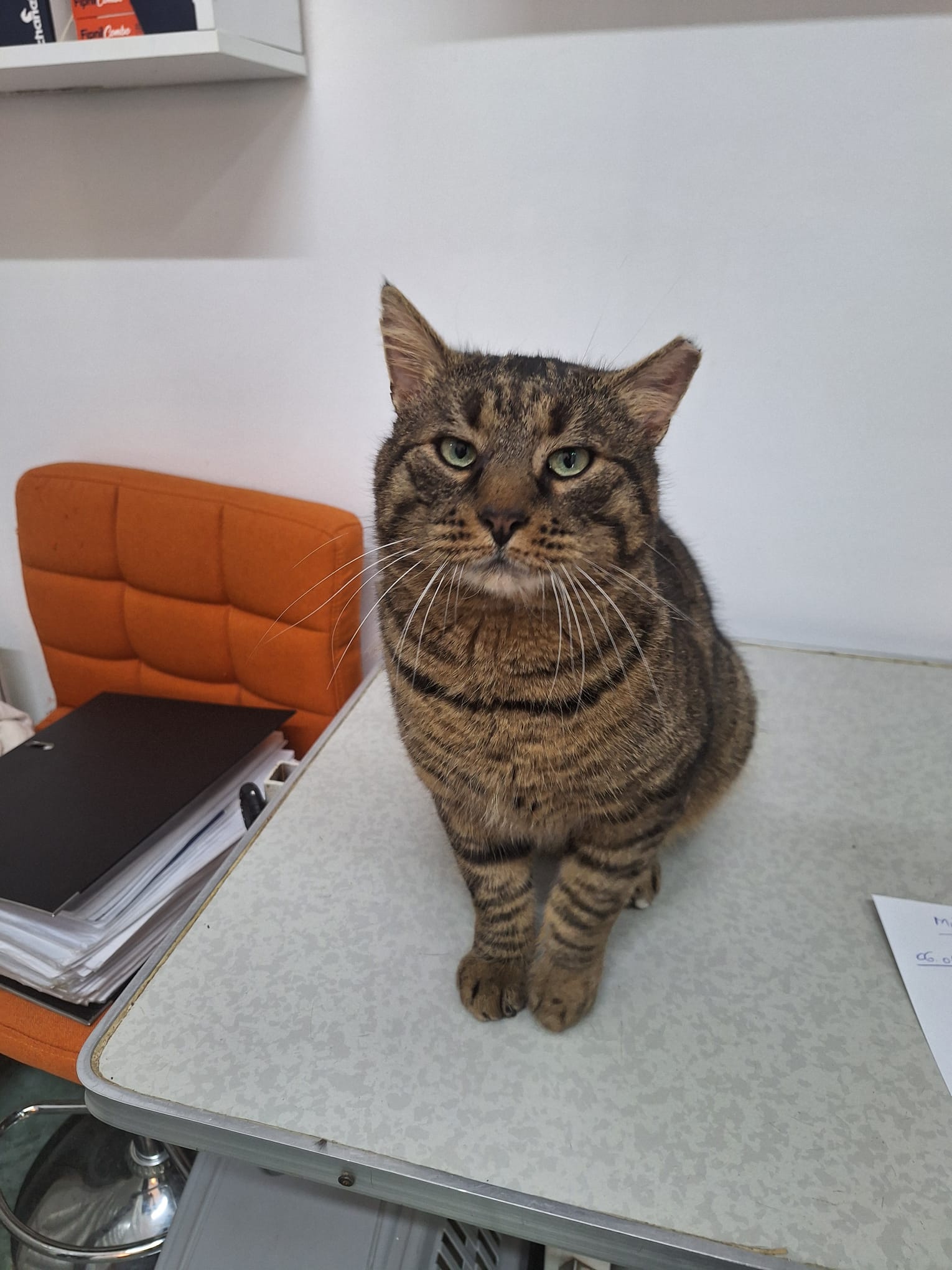Boss Mustăciosul