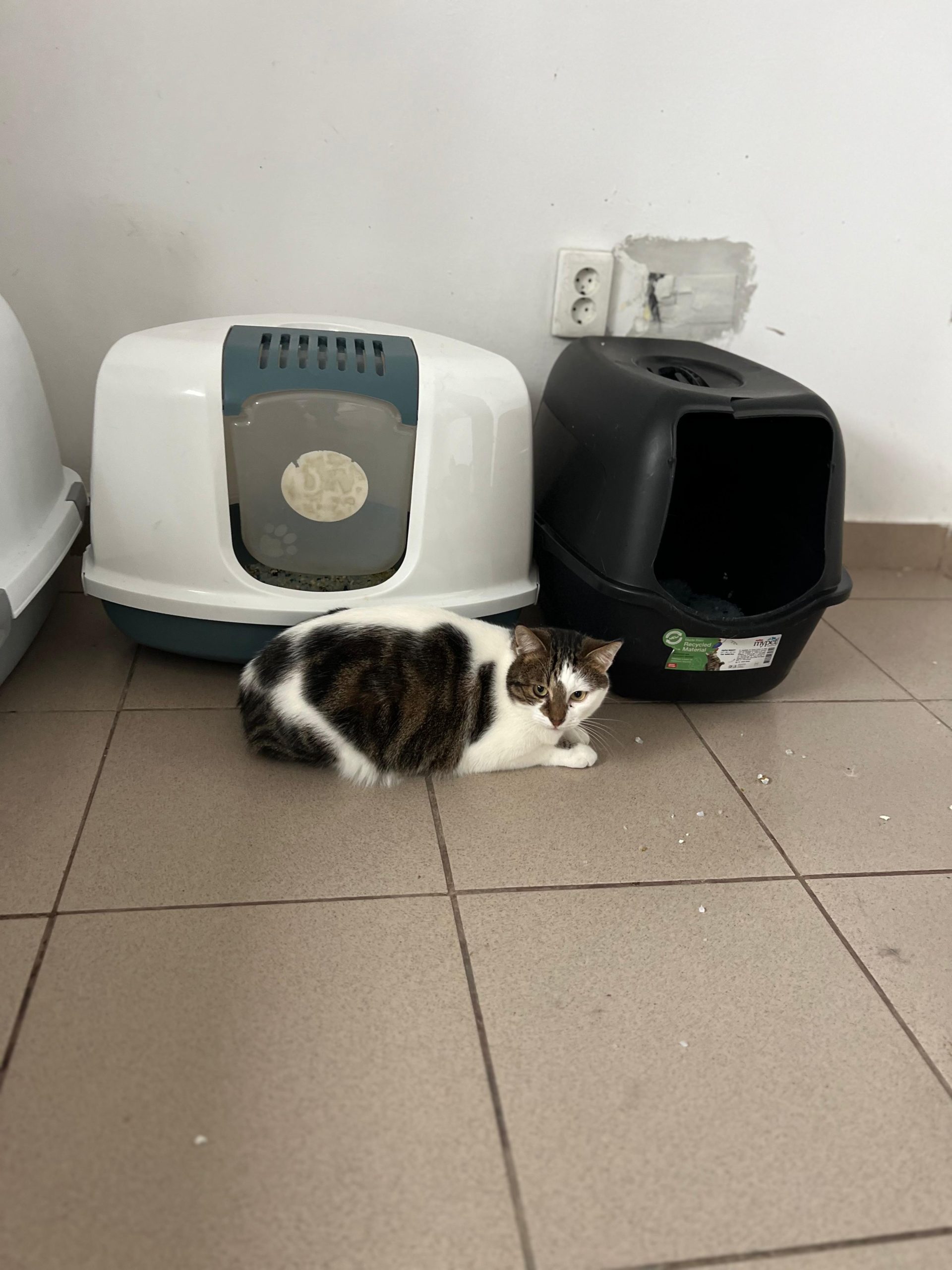 OFERIM SPRE ADOPTIE MULTE MULTE PISICUTE