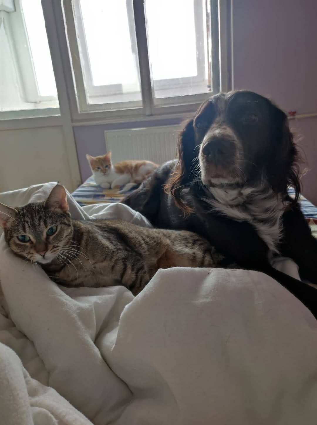 Adopții catei
