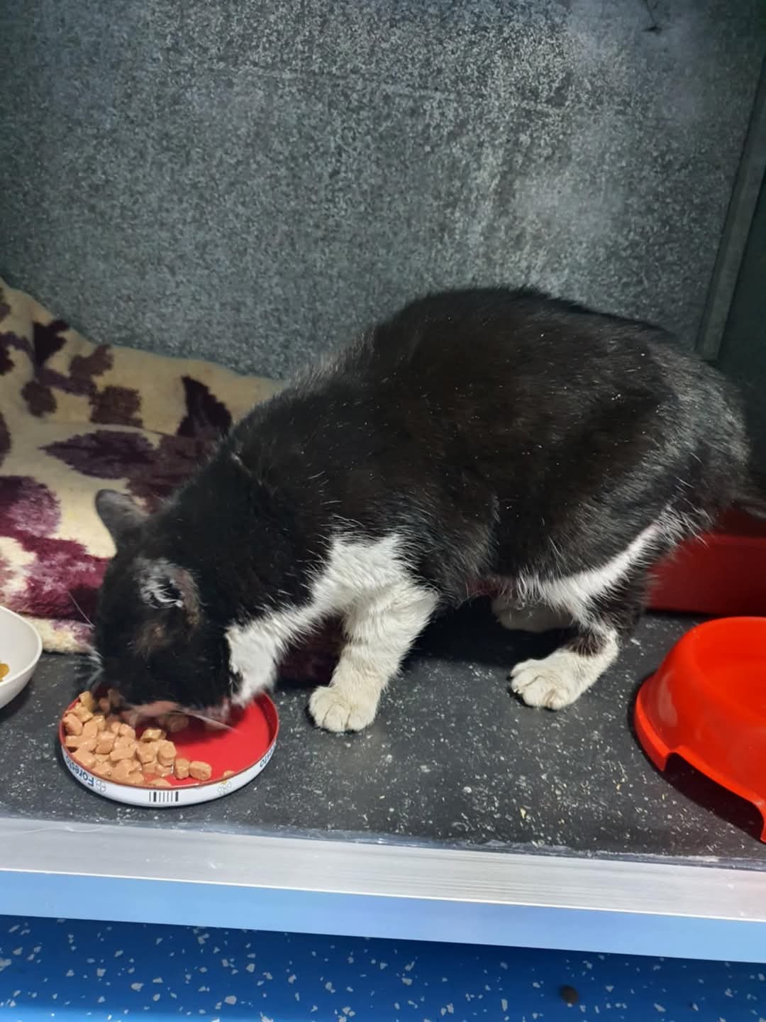 Adopții pisici