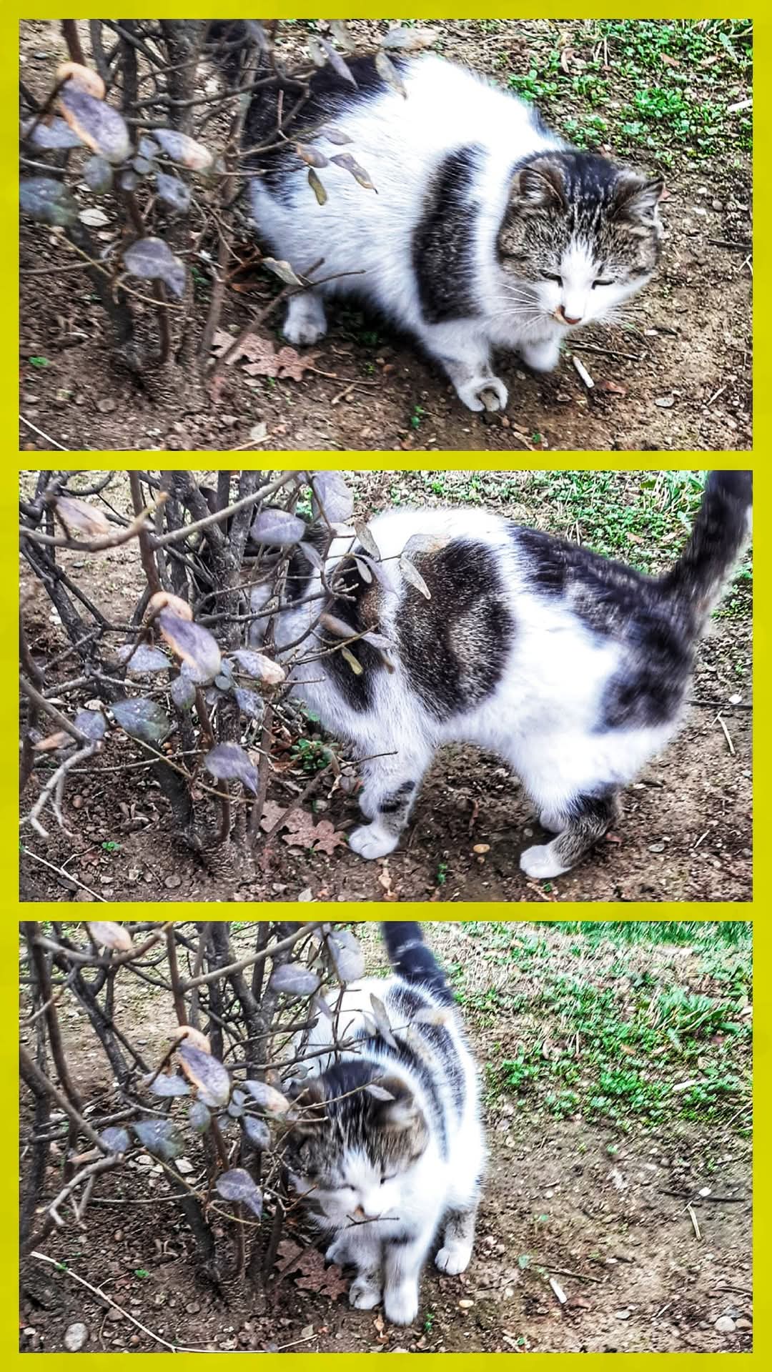 Adopții pisici