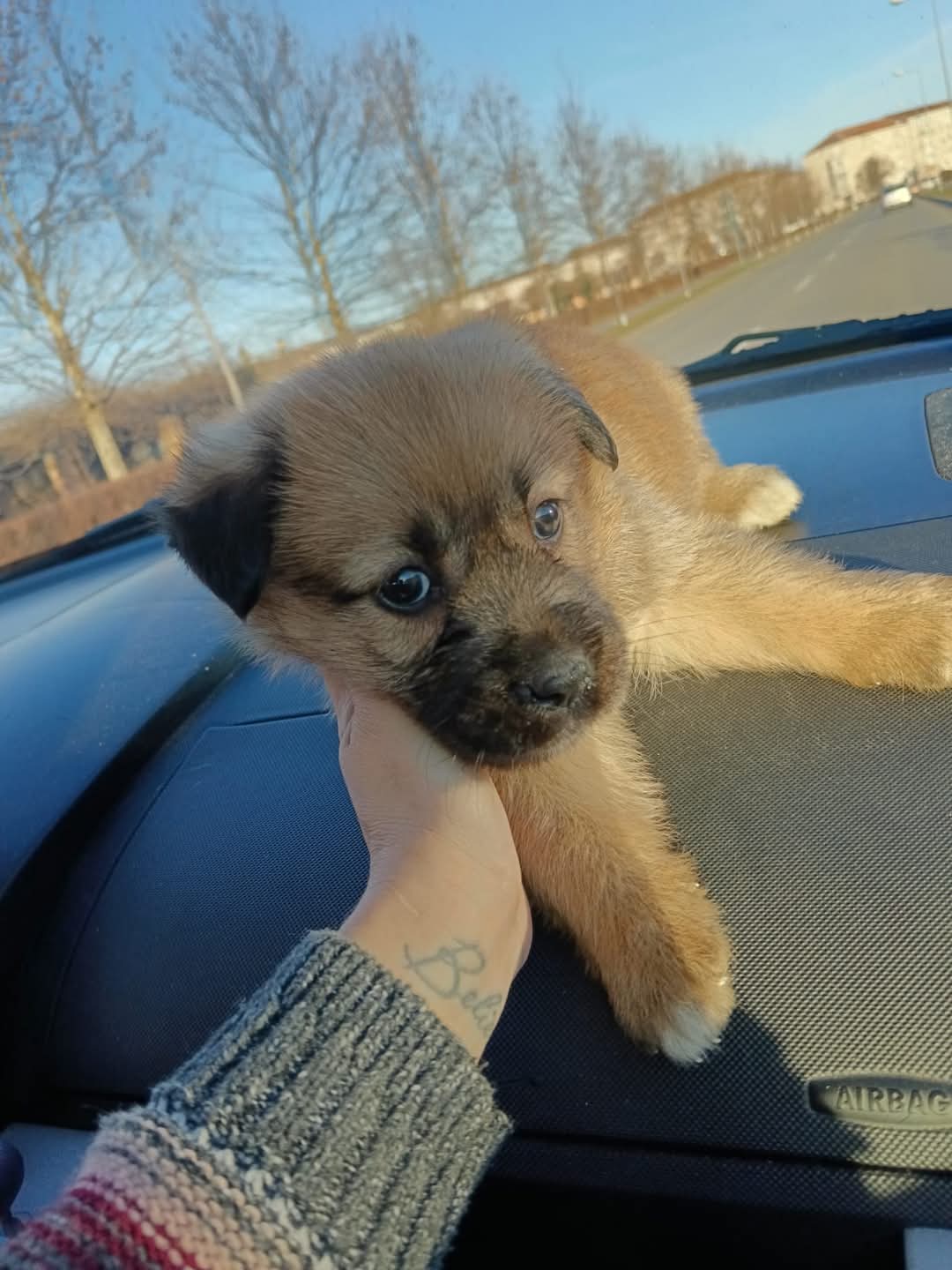 Adopții catei