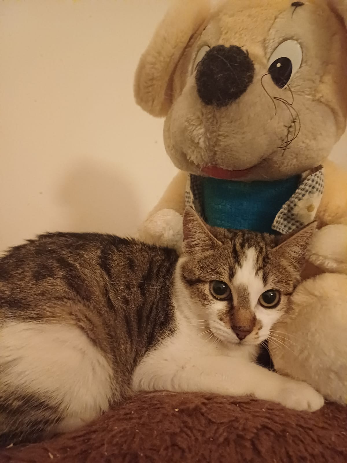 Haru isi doreste o familie 🥰
