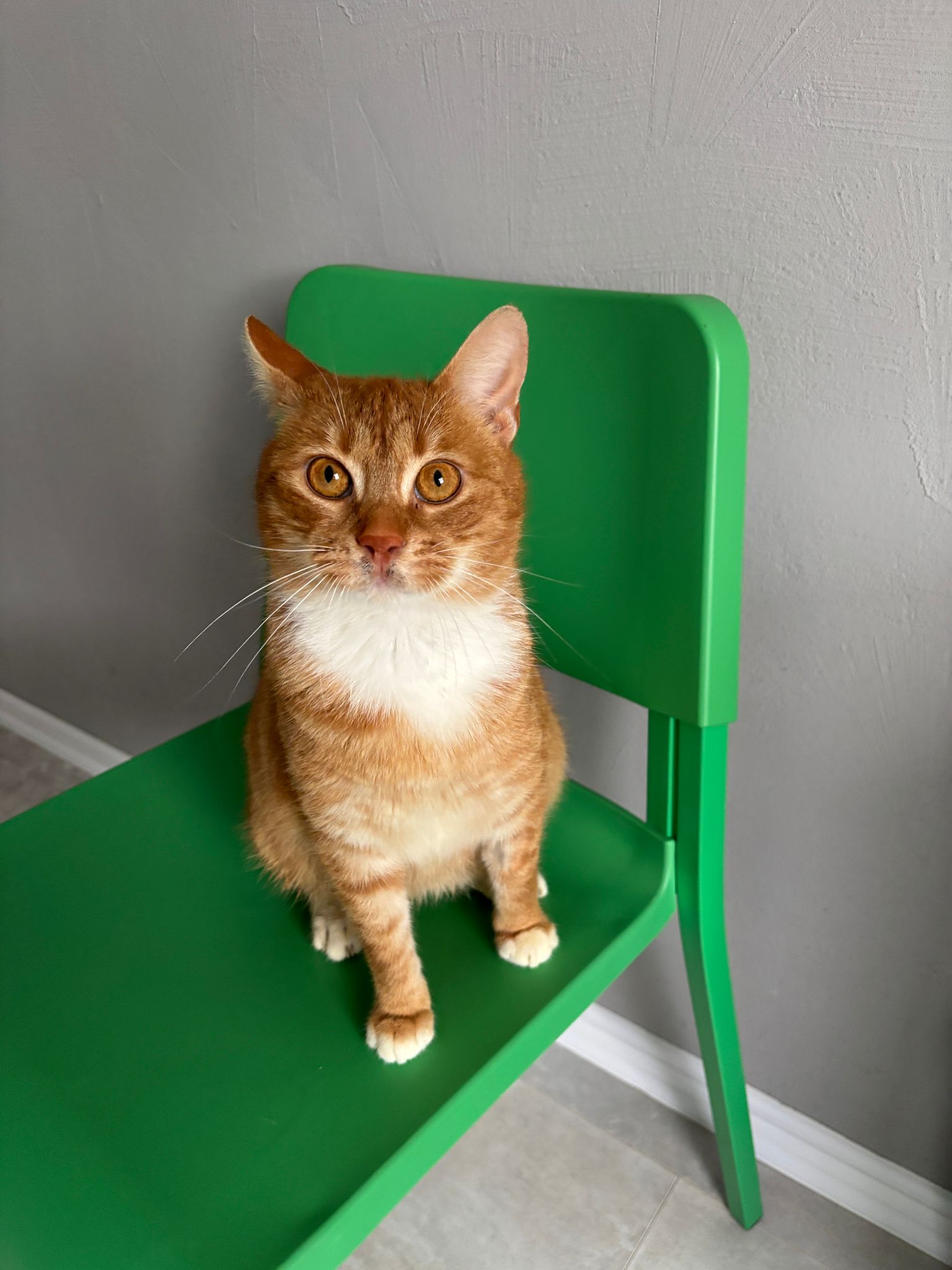 Adoptie Motan Roscat Schimba Un Destin