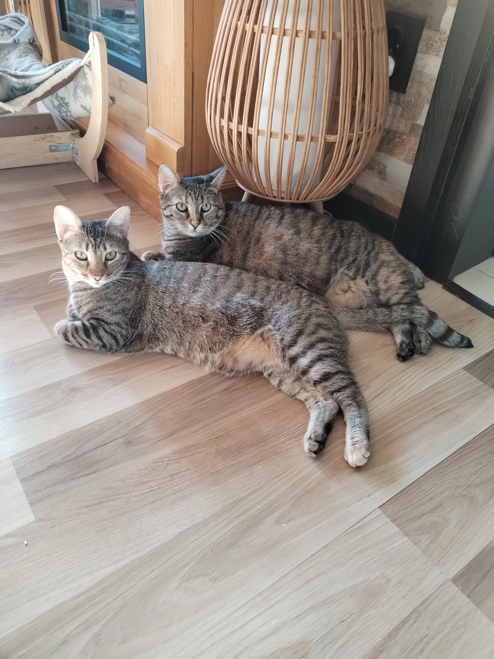 Două pisicuțe adorabile mamă și fiică