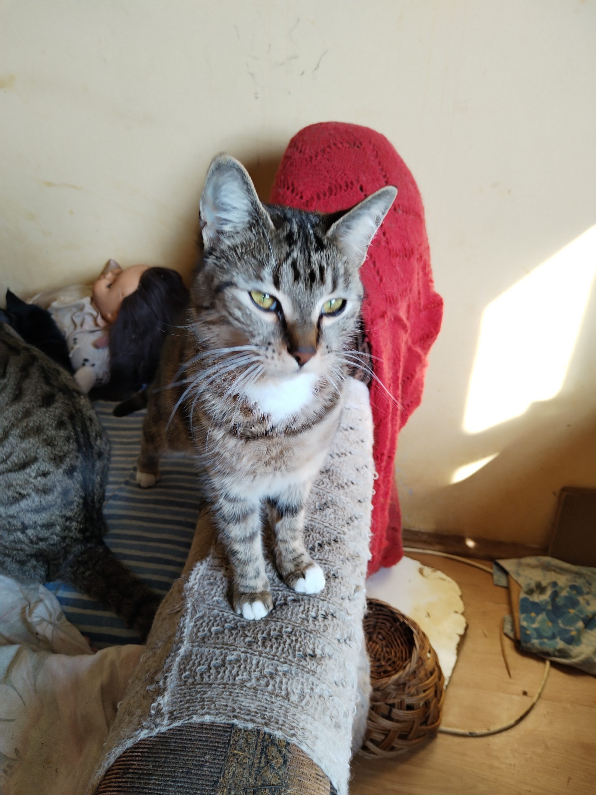 Pisici tineri de dat spre adopție