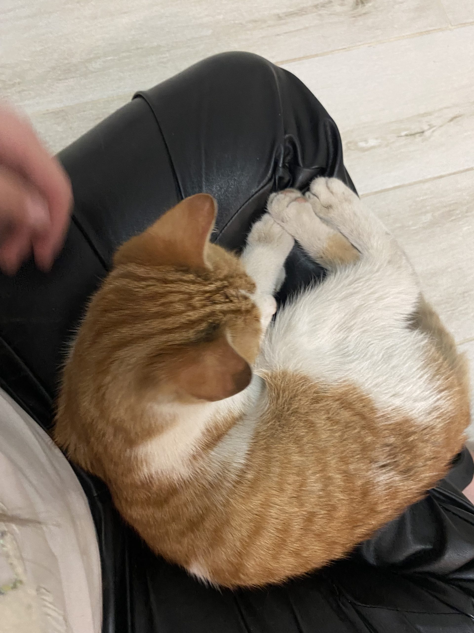 ADOPTAT!🙏🏽