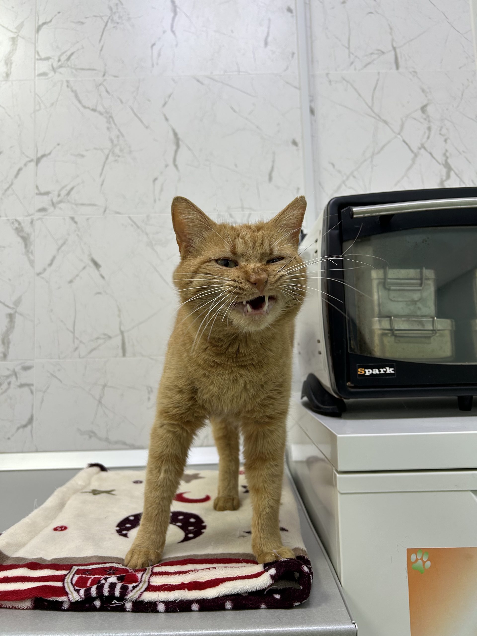 Adoptie Motan