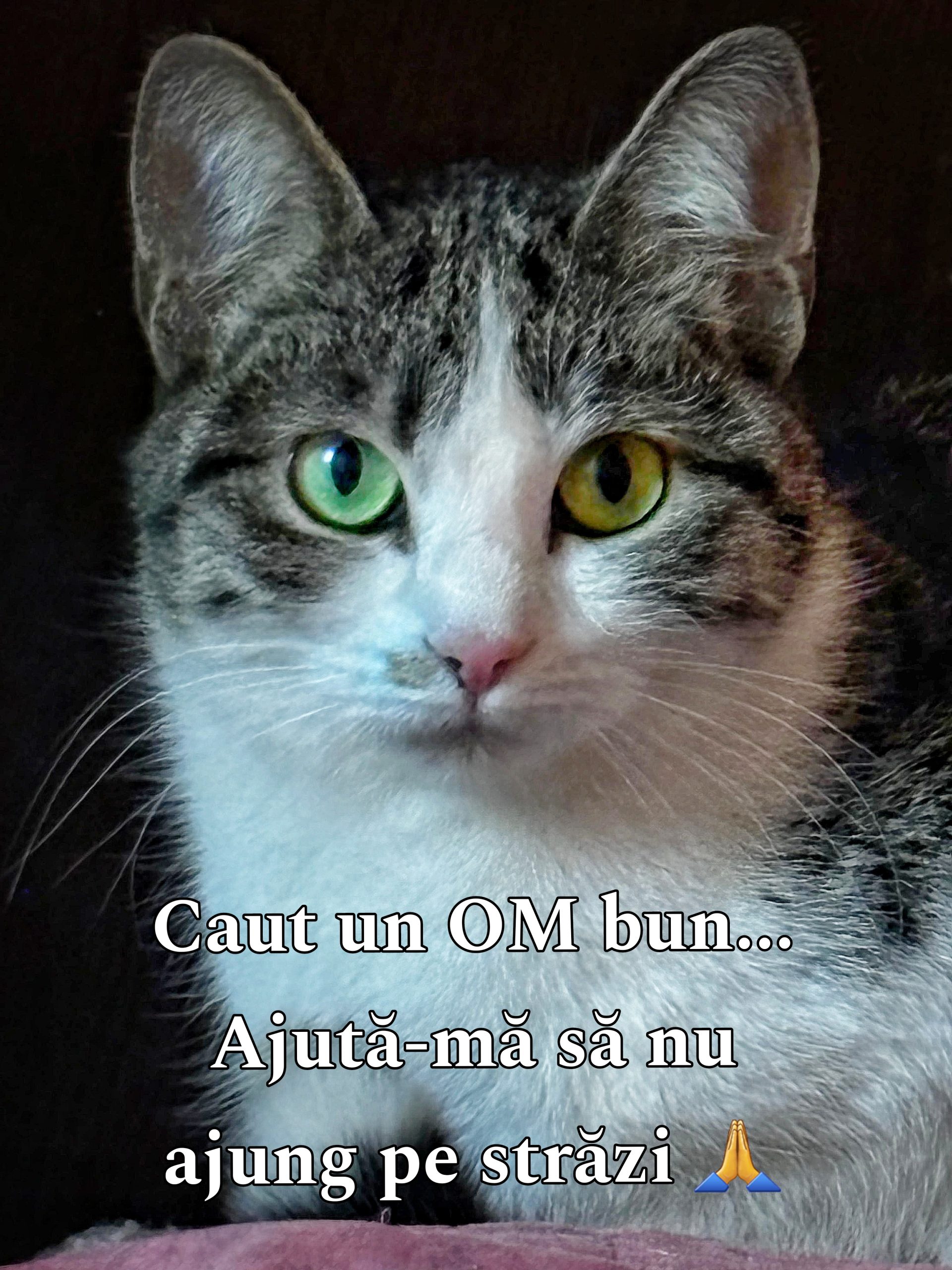 URGENT! Pisicuta ramasa fara stapan…