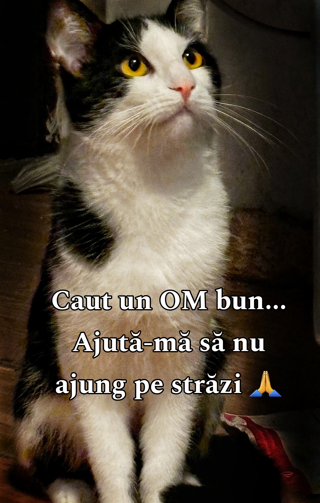 URGENT! Motanel ramas fara stapan…