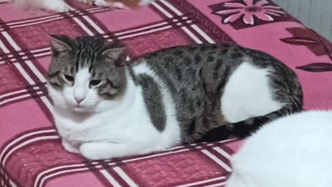 Fredy și Uzi