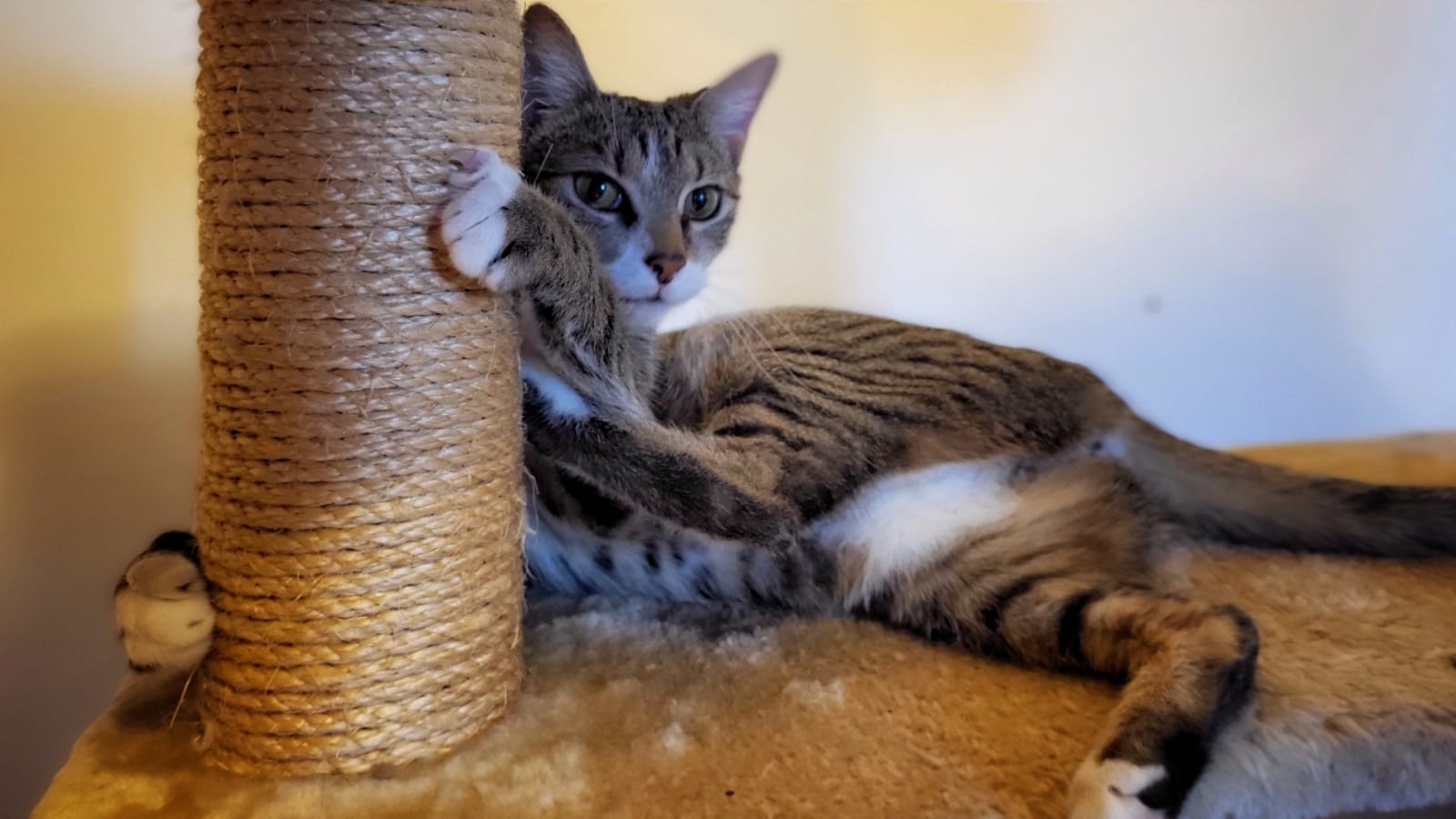 Fifi, femela tigrata, 11 luni