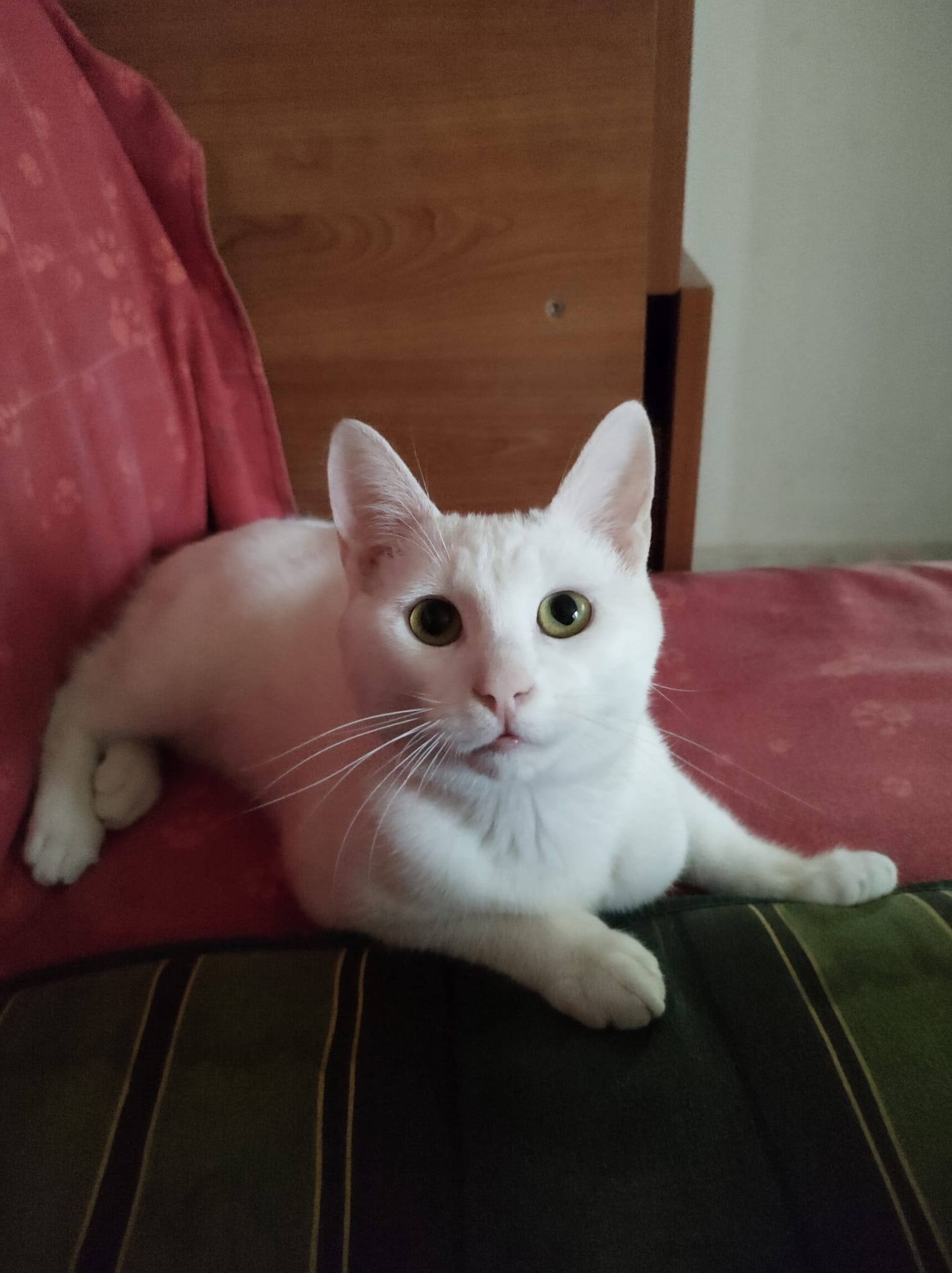 Pisoi alb de 6 luni