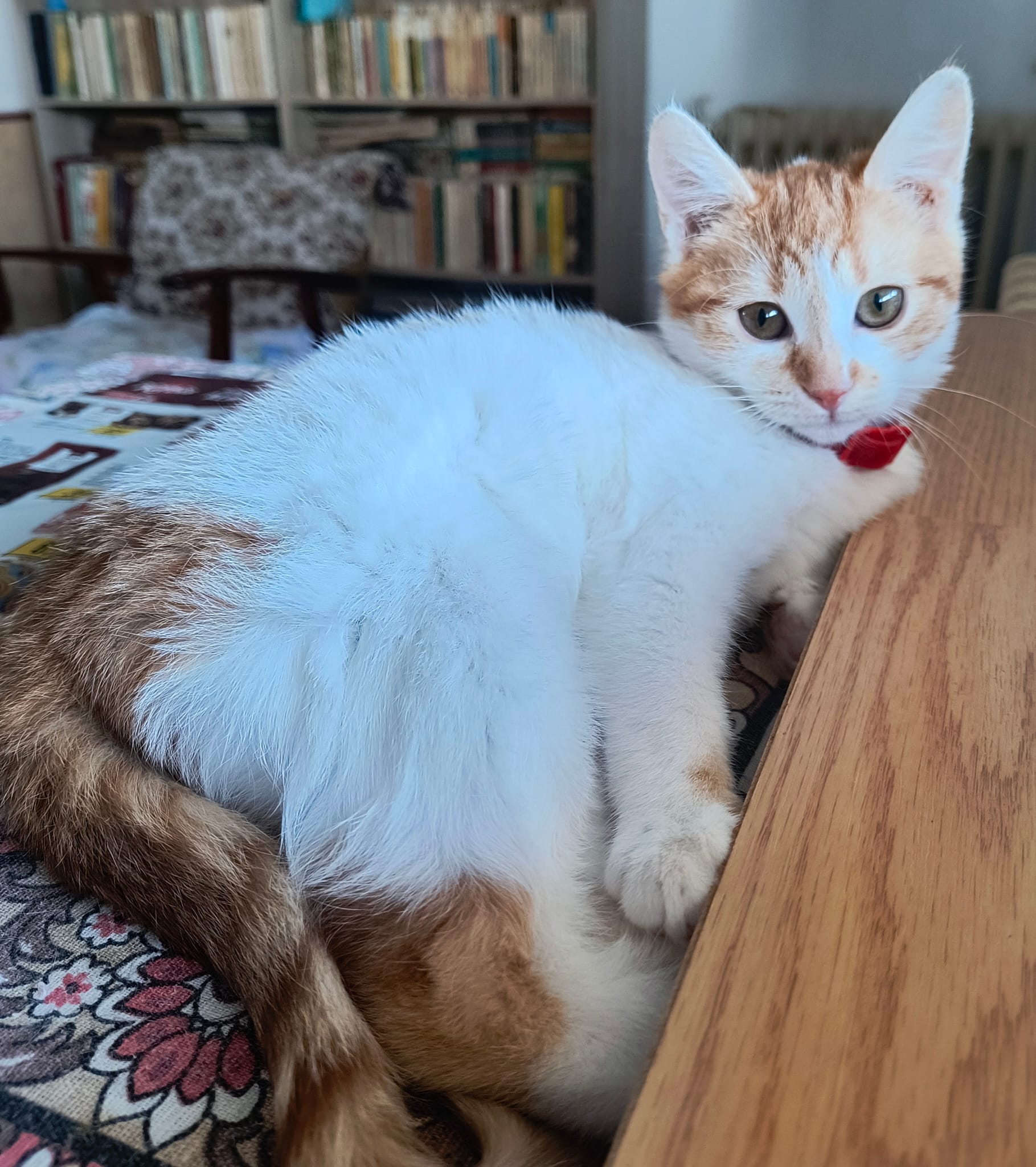 Pisică de adoptat