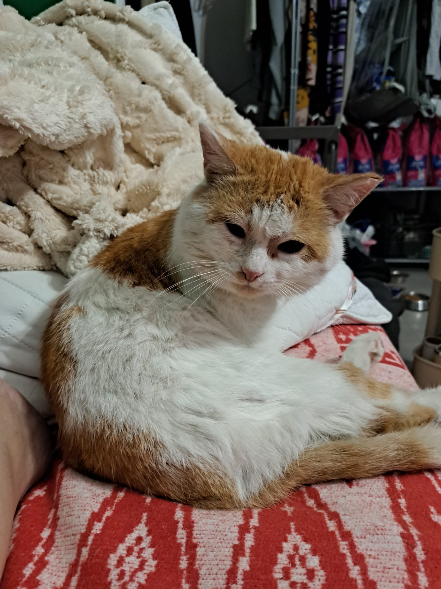 Tobi frumușelul😺