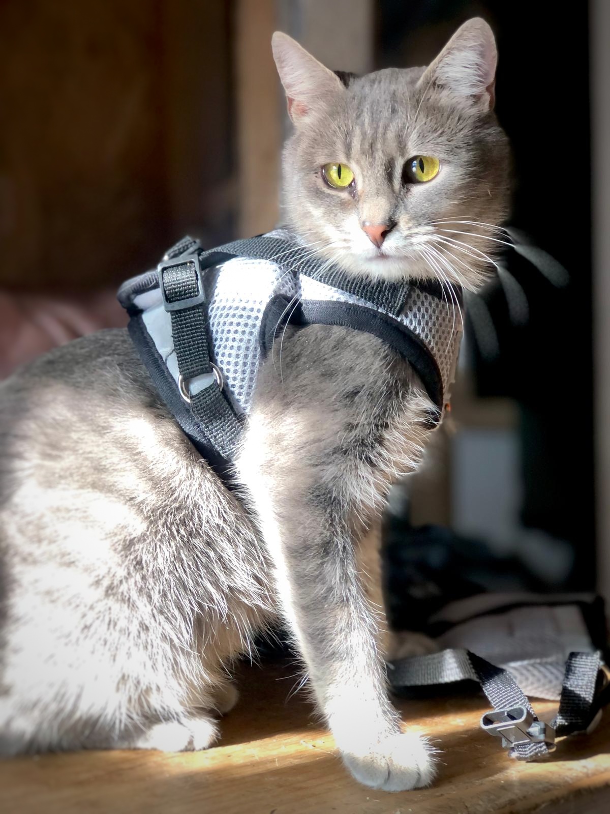 Sugar te va copleși cu afecțiune dacă o adopți