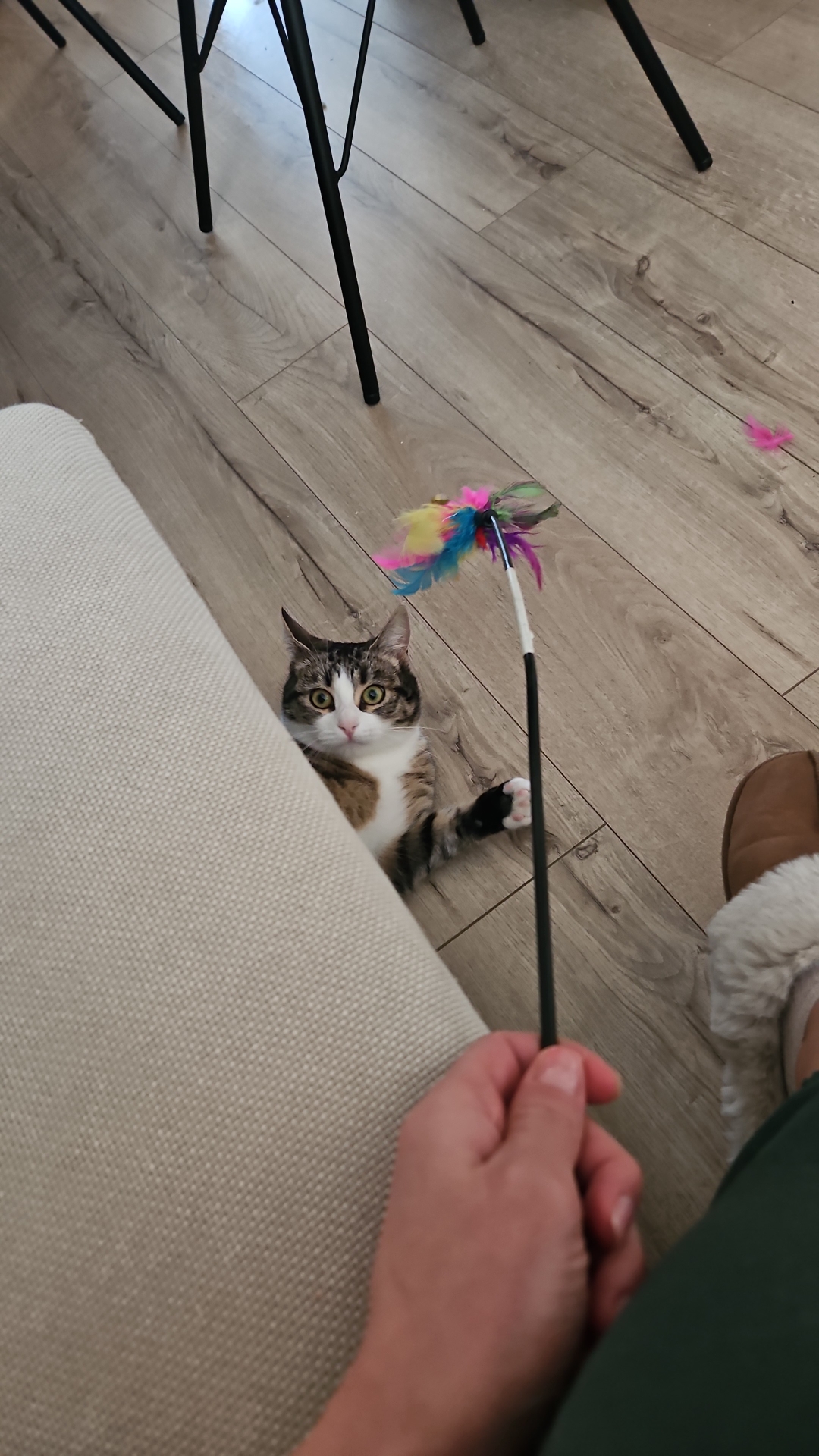 Adoptie pisica 1 an