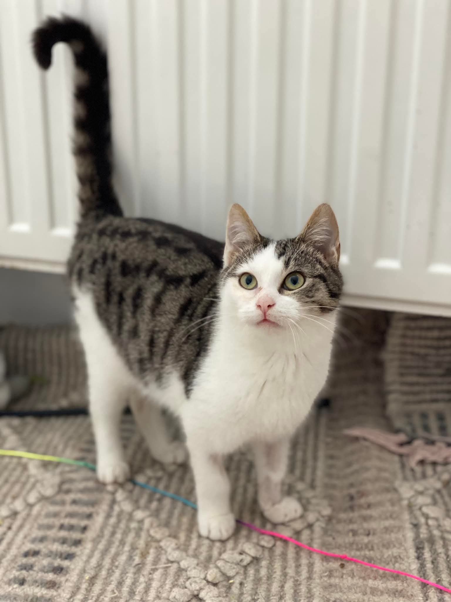 😼 Ochisor isi cauta casuta în Bucuresti