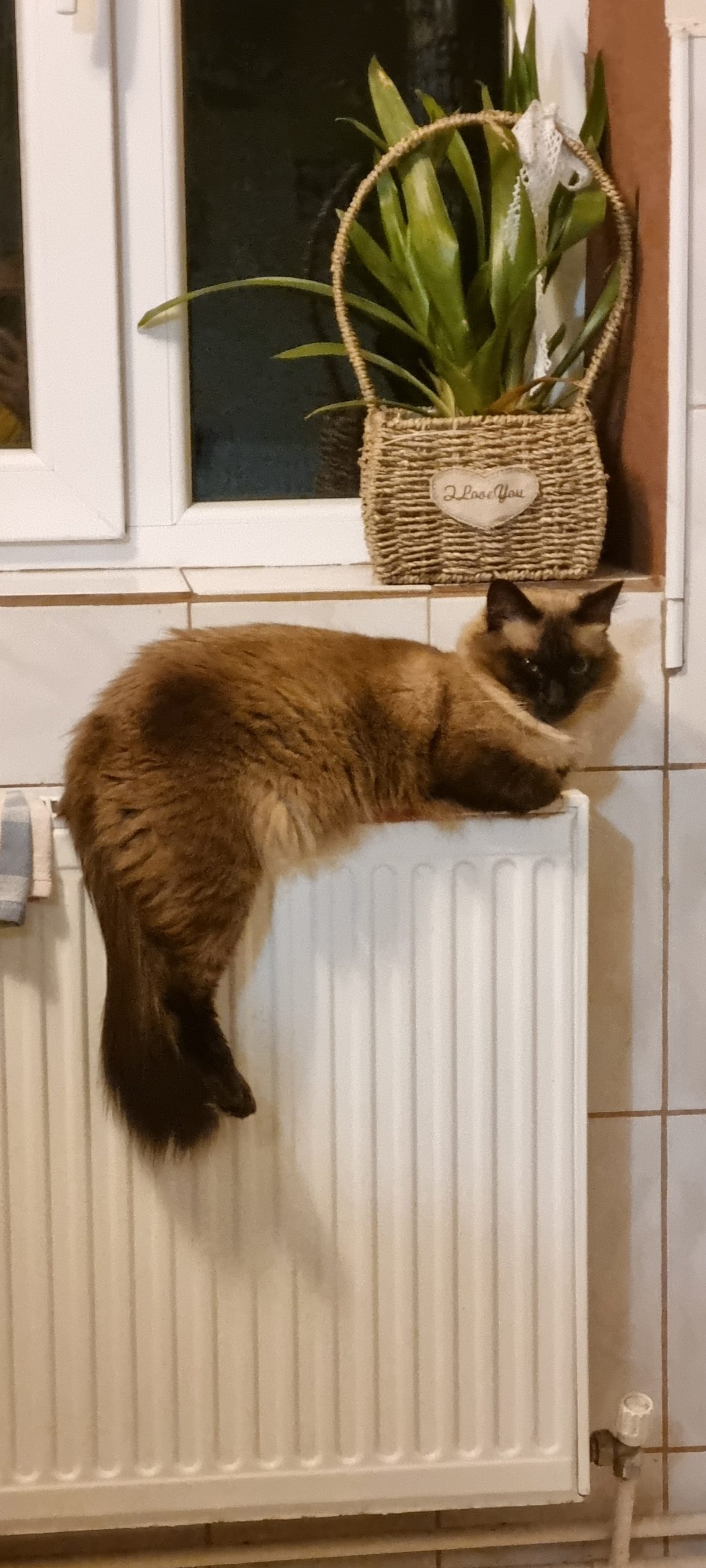 Motanel jucaus si cuminte dat spre adoptie