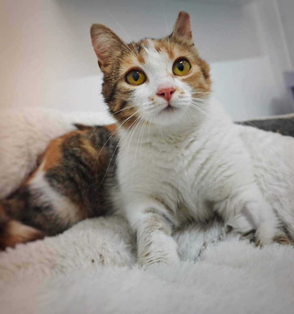 Jessy te va iubi infinit dacă o adopți