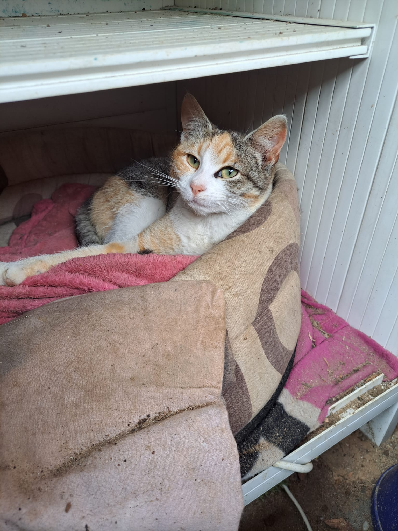 🐾 URGENT – PISICUȚĂ BLÂNDĂ ȘI IUBITOARE ÎȘI CAUTĂ O FAMILIE! 🆘💔