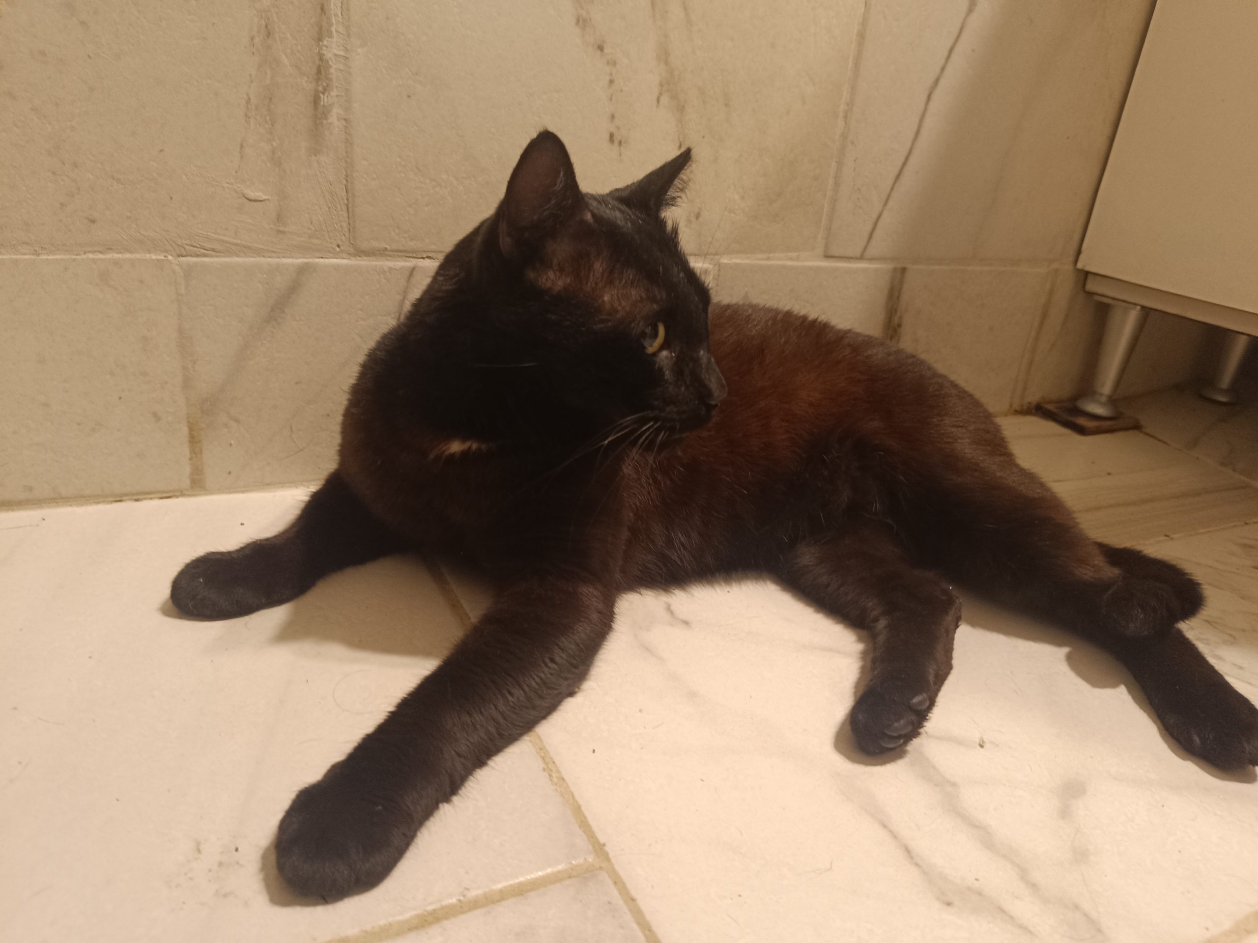 Motănel special caută familie iubitoare! 🖤🐾🏡
