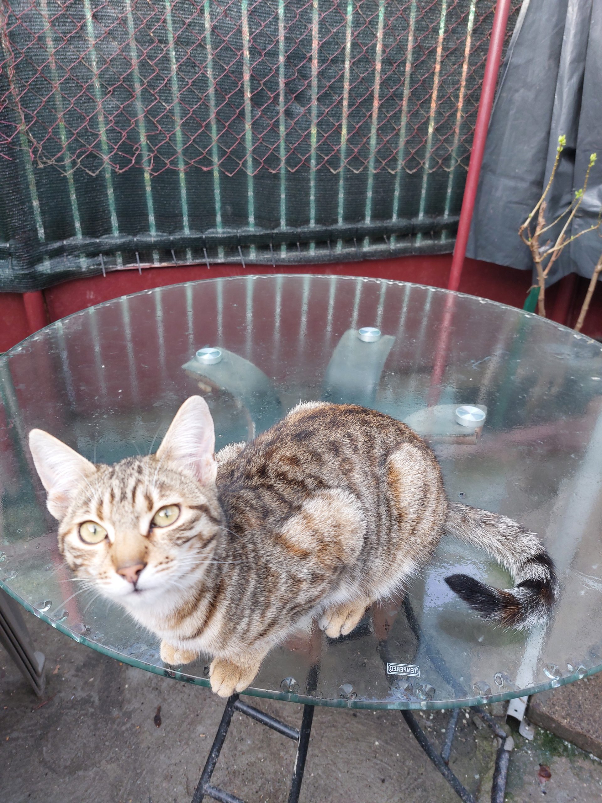 Mica și Tighy  caută familie